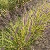 Pennisetum alopecuroides 'Moundry' - dochan / vousatec psárkovitý