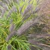 Pennisetum alopecuroides 'Moundry' - dochan / vousatec psárkovitý