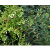 Pernettya mucronata 'Coccinea' - pernetie zašpičatělá