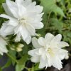 Philadelphus virginalis 'Schneesturm' - pustoryl, nepravý jasmín