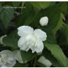 Philadelphus virginalis 'Virginal' - pustoryl, nepravý jasmín