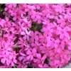 Phlox douglasii 'Crackerjack' - plamenka