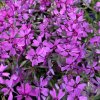 Phlox subulata 'Samson' - plamenka