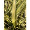 Phormium 'Apricot Queen' - lenovník