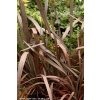 Phormium tenax 'Purpureum' - lenovník