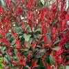 Photinia fraserii (x) 'Little Red Robin' - blýskavka Fraserova