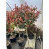 Photinia fraserii (x) 'Little Red Robin' kmínek - blýskavka Fraserova