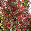 Photinia fraserii (x) 'Robusta Compacta' - blýskavka Fraserova