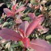 Photinia x fraseri 'Carreé Rouge' - blýskavka Fraserova