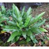 Phyllitis scolopendrium - jelení jazyk