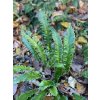 Phyllitis scolopendrium 'Angustifolium' - jelení jazyk