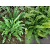 Phyllitis scolopendrium 'Angustifolium' - jelení jazyk