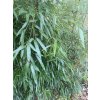 Phyllostachys aureosulcata 'Spectabilis' - bambus