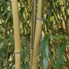 Phyllostachys aureosulcata 'Spectabilis' - bambus