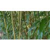Phyllostachys aureosulcata 'Spectabilis' - bambus