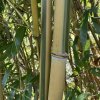 Phyllostachys aureosulcata 'Spectabilis' - bambus