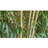Phyllostachys aureosulcata 'Spectabilis' - bambus