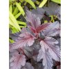 Physocarpus opulifolius 'All Black' - tavola kalinolistá