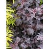Physocarpus opulifolius 'All Black' - tavola kalinolistá
