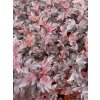 Physocarpus opulifolius 'Diable d'or' - tavola