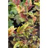 Physocarpus opulifolius 'Chameleon' - tavola