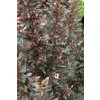 Physocarpus opulifolius 'LITTLE DEVIL' - tavola kalinolistá