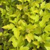 Physocarpus opulifolius 'Magical Raspberry Lemonade' - tavola kalinolistá