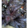 Physocarpus opulifolius 'Midnight' - tavola kalinolistá