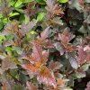 Physocarpus opulifolius 'SUMMER WINE' - tavola kalinolistá
