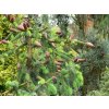 Picea abies 'Acrocona' - smrk ztepilý