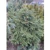 Picea abies 'Acrocona Vanc' - smrk ztepilý