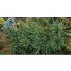 Picea abies 'Acrocona Vanc' - smrk ztepilý