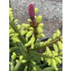 Picea abies 'Acrocona Yellow' - smrk ztepilý