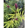 Picea abies 'Acrocona Yellow' - smrk ztepilý