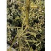 Picea abies 'Aurea Virgata Vanc' - hadí smrk