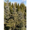 Picea abies 'Aurea Virgata Vanc' - hadí smrk