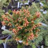 Picea abies 'Cornell Broom' - smrk ztepilý