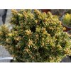 Picea abies 'Cukrák WB' - smrk ztepilý