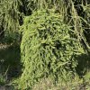 Picea abies 'Frohburg' - smrk ztepilý