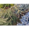 Picea abies 'Frohburg' kmínek - smrk ztepilý