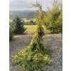Picea abies 'Gold Drift' - smrk ztepilý
