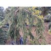 Picea abies 'Inversa' - smrk ztepilý
