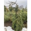 Picea abies 'Inversa' - smrk ztepilý