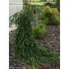 Picea abies 'Inversa' - smrk ztepilý