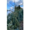 Picea abies 'Inversa Major' - smrk ztepilý