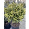 Picea abies 'Klisinec' - smrk ztepilý