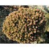 Picea abies 'Kunratice WB' - smrk ztepilý