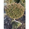 Picea abies 'Kunratice' WB kmínek - smrk ztepilý