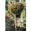 Picea abies 'Kunratice' WB kmínek - smrk ztepilý