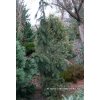 Picea abies 'Pachyphylla' - smrk ztepilý